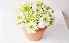 白兰花与黄角兰谁最香