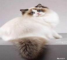 布偶猫什么时候掉毛