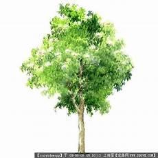 马克笔画樱花树新手